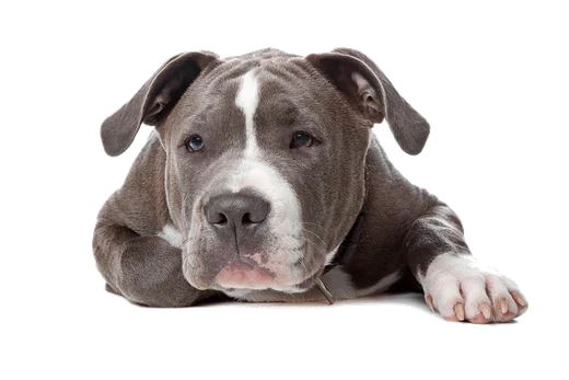 Freigestellte Darstellung eines Hundes